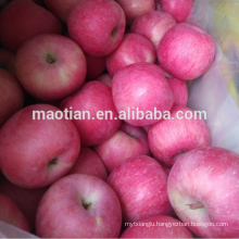 fresh apple fruit From China Producer